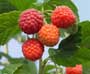 Image of raspberries