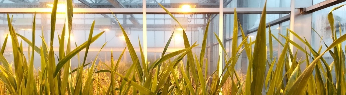 Gene-edited crops in a glasshouse