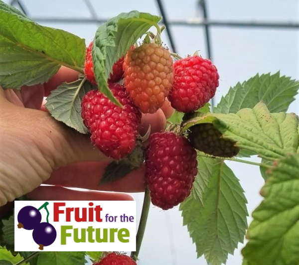 Picture of Glen Carron raspberries with Fruit for the Future event logo in bottom left corner