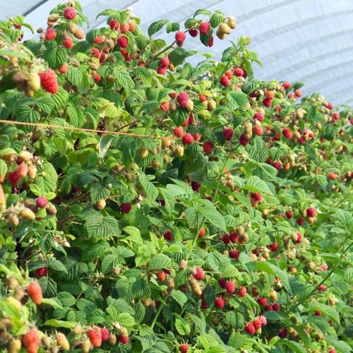 Polytunnel raspberries